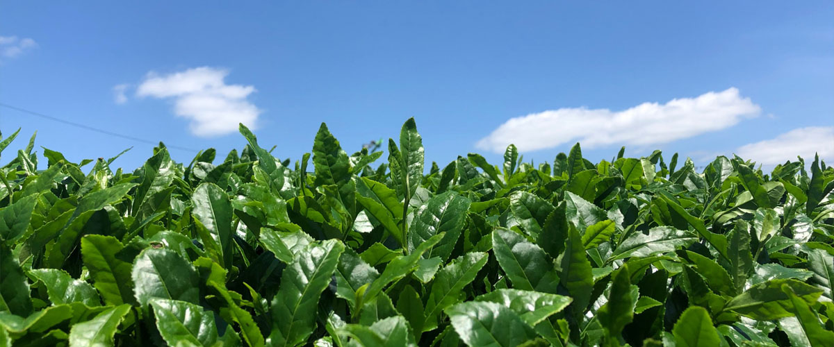 鈴鹿の青空に映える、摘採を待つ茶の葉たち。2020年の新茶収穫作業が始まっています！